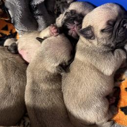 Pugs from RICHIE Farms