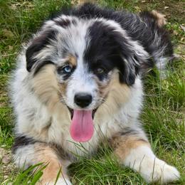 Totem - Blue merle male Miniature Australian Shepherd puppy in Patterson, North Carolina from DreamLine Aussies