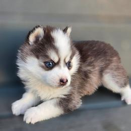 Harmony - Black and white female Pomsky puppy in Coatesville, Pennsylvania from Peaceful Pomskys