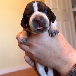 Brown - Liver and white female German Shorthaired Pointer puppy in Ash Flat, Arkansas from SmokePoint GSPs