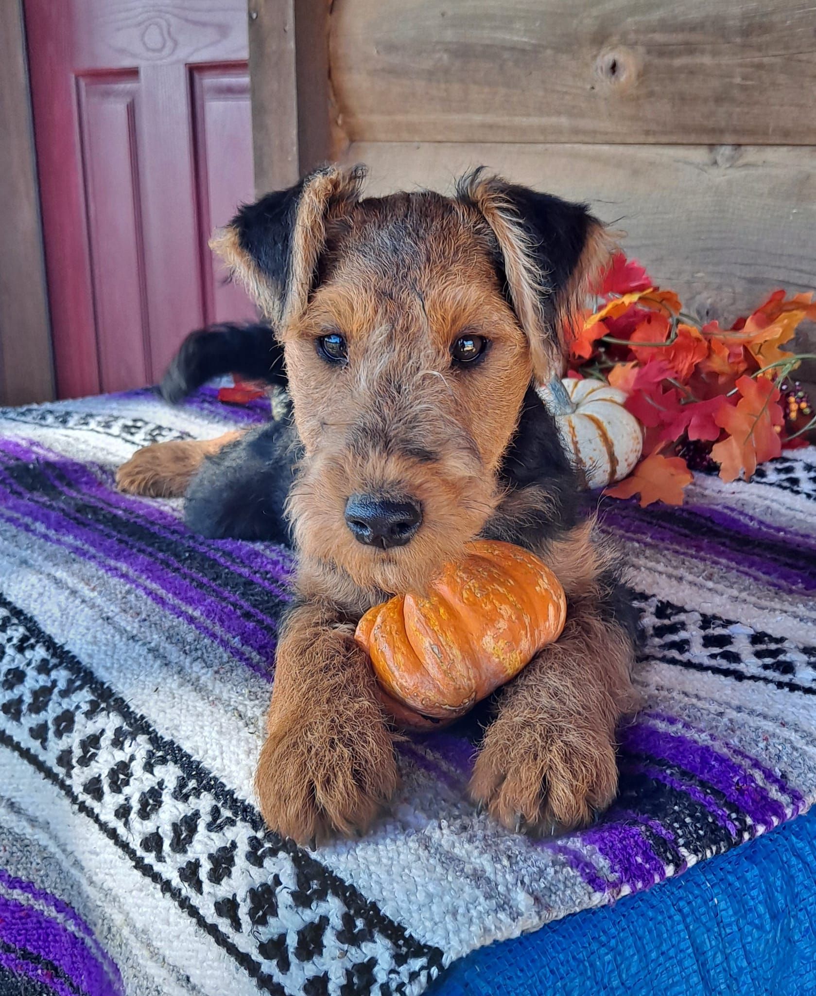 Welsh terrier breeders store midwest