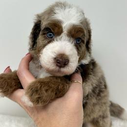 Moses - Chocolate merle male Bernedoodle puppy in Oologah, Oklahoma from Timber Hills Poodles and Doodles
