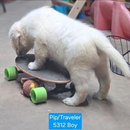 Pip Boy 1 - Light golden male Golden Retriever puppy in Niles, Michigan from Family Raised Goldens