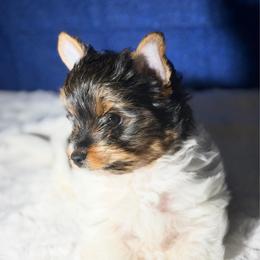 Willow  - 4000 AKC small - Black tan and white female Biewer Terrier puppy in Douglas, Georgia from Heartland small breeds