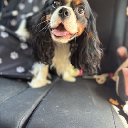 Ace - Cavalier King Charles Spaniel