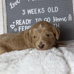 Orange collar - Apricot female Aussiedoodle puppy in Mount Ulla, North Carolina from Girls of anarchy farm