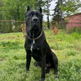 STELLA - Cane Corso