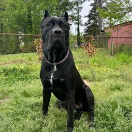 STELLA - Cane Corso