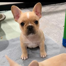 Brave - Fawn male French Bulldog puppy in Kirbyville, Texas from Empire Bulldogs & French Bulldogs