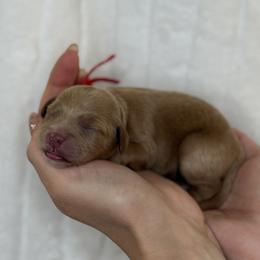 Ahsoka - Red - Red female Cavapoo puppy in South Jordan, Utah from Simply Sweet Paws. LLC
