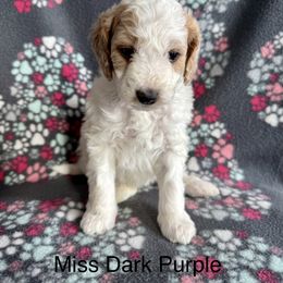 Miss Dark Purple - Parti female Goldendoodle puppy in Lowville, New York from Valley View Doodles