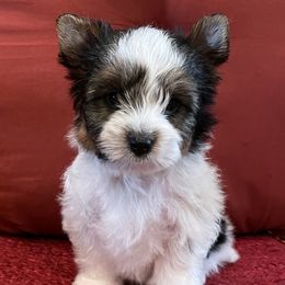 Lennon - Biewer Terrier puppy in Ft. Payne, Alabama from Aamore Mio Biewer Terriers
