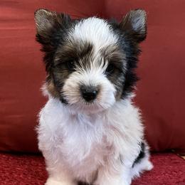 Lennon - Biewer Terrier puppy in Ft. Payne, Alabama from Aamore Mio Biewer Terriers