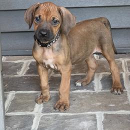 Boy 2 - male Rhodesian Ridgeback puppy in Gaffney, South Carolina from Circle D Farms