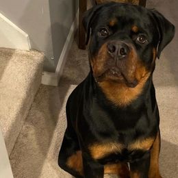 Rottweiler Puppies from Bronx Von Bridges Rottweilers