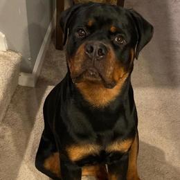 Rottweiler Puppies from Bronx Von Bridges Rottweilers
