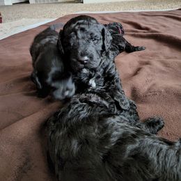 Goldendoodle Puppies from Haven Goldendoodles