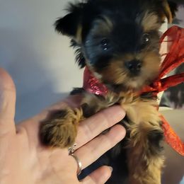 Brown (Blue) - Black and tan male Yorkshire Terrier puppy in Chickasha, Oklahoma from SISSYS YORKIES