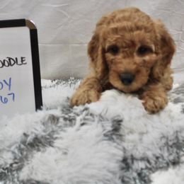 Goldendoodle and Poodle Puppies from Partridge Doodles and Poodles