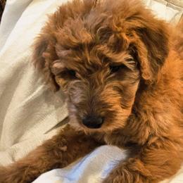 Boone - Red male Bernedoodle puppy in Olin, North Carolina from Rocky Creek Raised