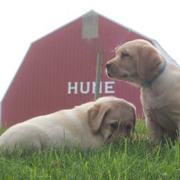 Labrador Retriever Puppies from Humehill Labrador Retrievers