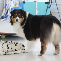 Laurel - Australian Shepherd