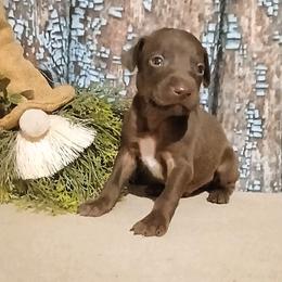 Male 6 - Liver male German Shorthaired Pointer puppy in Laporte, Minnesota from Northern Odyssey Gun Dogs