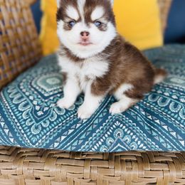 Nesquick - Chocolate male Pomsky puppy in Yavapai County, Arizona from Pawsh Pomskies