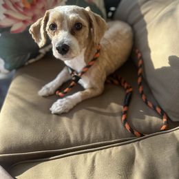 Mario - Red sable male Havanese puppy in Chaska, Minnesota from Happy Paws Havanese