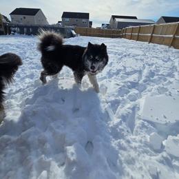 Stanley - Siberian Husky