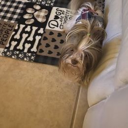 Yorkshire Terrier All Grown Up from My Yorkie Melts❤️❤️❤️