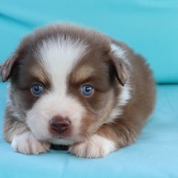 Ringo - Red tri male Miniature Australian Shepherd puppy in Goliad, Texas from Sassy Lil Aussies and Diamond W Poodles