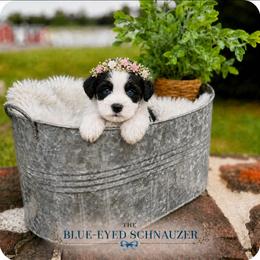 Nora - Parti female Miniature Schnauzer puppy in Winter Haven, Florida from The Blue Eyed Schnauzer