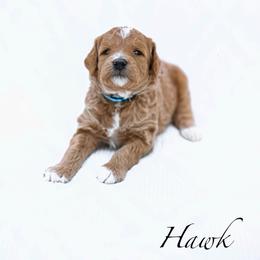 Hawk - Red  male Goldendoodle puppy in Boise, Idaho from Goldendoodle Baby