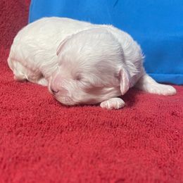 Mia - White female Bichon Frise puppy in Cave City, Kentucky from Loretta's Pups