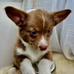 Addie - Liver and white female American Corgi puppy in Crystal River, Florida from Coopers Korner
