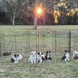 Australian Shepherd Puppies from Out of the Blue Aussies