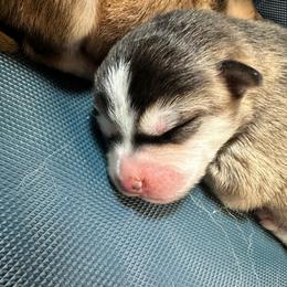 Boy 1 - Black and white male Pomsky puppy in Oak Harbor, Washington from Island Pomskies