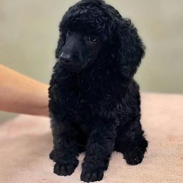 Poodle Puppies from Anna-Ash Poodles
