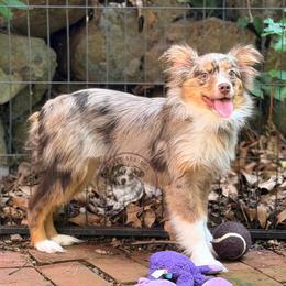Jade - Red merle female Miniature Australian Shepherd puppy in York, Pennsylvania from Dusty Spring Australian Shepherds, LLC