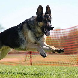 Da Vinci - German Shepherd