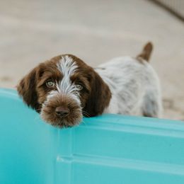 Wirehaired Pointing Griffon Puppies from Double Barrel Griffons