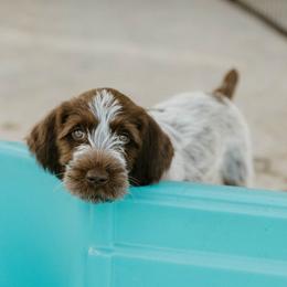 Wirehaired Pointing Griffon Puppies from Double Barrel Griffons