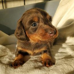 Dalilah - Blue and tan female Dachshund puppy in Mountain Grove, Missouri from Callaway Country Dachshunds