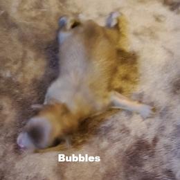 Tiny Bubbles (AKC) - Orange sable female Pomeranian puppy in West Newton, Pennsylvania from Donna's Pomeranians