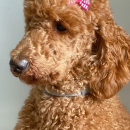 Goldendoodles and Poodles from Great Doodles & Poodles