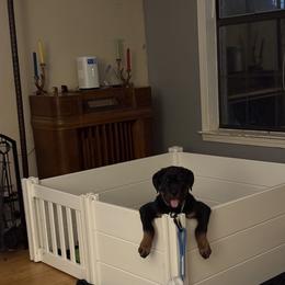 Rottweiler Puppies from Come what May Rottweillers & rescues llc