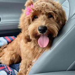 Kaia - Australian Labradoodle