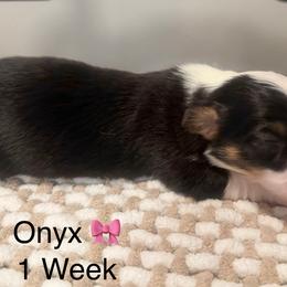 Onyx - Black and tan female Pembroke Welsh Corgi puppy in Asheboro, North Carolina from Taylor's Creek Corgis