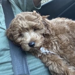 Boy 1 - Cream male Goldendoodle puppy in Tacoma, Washington from With Love Golden Doodles